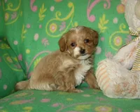 Toy Peanut, a male Maltipoo and Poodle - Toy  for sale in Sunman, IN – 1 of 8