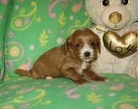  Toy Copper, a male Maltipoo and Poodle - Toy  for sale in Sunman, IN – 4 of 6