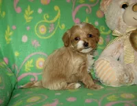 Toy Peanut, a male Maltipoo and Poodle - Toy  for sale in Sunman, IN – 4 of 8