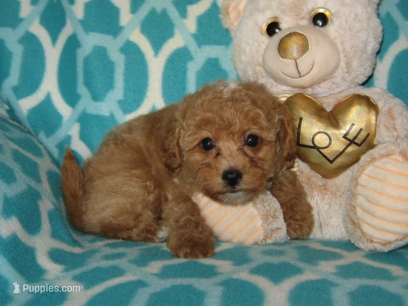  Toy Oliver – Maltipoo, Poodle - Toy  puppy for sale in Sunman, IN
