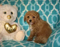  Toy Oliver, a male Maltipoo and Poodle - Toy  for sale in Sunman, IN – 6 of 6