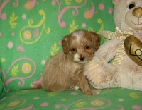 Toy Peanut, a male Maltipoo and Poodle - Toy  for sale in Sunman, IN – 7 of 8