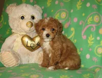 Toy Copper, a male Maltipoo and Poodle - Toy  for sale in Sunman, IN – 5 of 7
