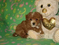 Toy Copper, a male Maltipoo and Poodle - Toy  for sale in Sunman, IN – 4 of 7