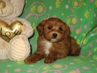 Toy Copper, a male Maltipoo and Poodle - Toy  for sale in Sunman, IN – 3 of 6