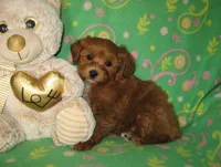 Toy Copper, a male Maltipoo and Poodle - Toy  for sale in Sunman, IN – 5 of 6