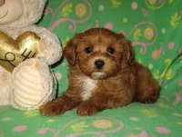 Toy Copper, a male Maltipoo and Poodle - Toy  for sale in Sunman, IN – 6 of 6