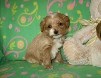 Toy Peanut, a male Maltipoo and Poodle - Toy  for sale in Sunman, IN – 8 of 8