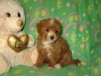 Toy Copper, a male Maltipoo and Poodle - Toy  for sale in Sunman, IN – 2 of 7