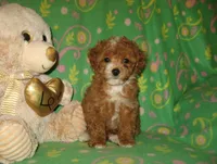 Toy Copper, a male Maltipoo and Poodle - Toy  for sale in Sunman, IN – 6 of 7