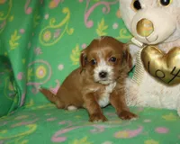  Toy Copper, a male Maltipoo and Poodle - Toy  for sale in Sunman, IN – 2 of 6