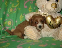  Toy Copper, a male Maltipoo and Poodle - Toy  for sale in Sunman, IN – 3 of 6