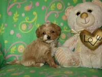 Toy Peanut, a male Maltipoo and Poodle - Toy  for sale in Sunman, IN – 5 of 8