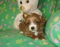  Toy Copper, a male Maltipoo and Poodle - Toy  for sale in Sunman, IN – 5 of 6