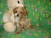 Toy Peanut, a male Maltipoo and Poodle - Toy  for sale in Sunman, IN – 6 of 8