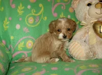 Toy Peanut, a male Maltipoo and Poodle - Toy  for sale in Sunman, IN – 2 of 8