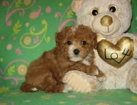 Toy Copper, a male Maltipoo and Poodle - Toy  for sale in Sunman, IN – 1 of 7