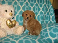  Toy Oliver, a male Maltipoo and Poodle - Toy  for sale in Sunman, IN – 2 of 6