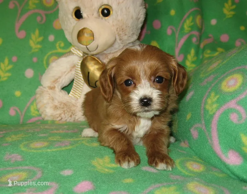  Toy Copper – Maltipoo, Poodle - Toy  puppy for sale in Sunman, IN
