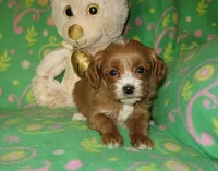  Toy Copper, a male Maltipoo and Poodle - Toy  for sale in Sunman, IN – 1 of 6