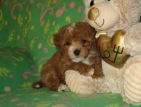 Toy Copper, a male Maltipoo and Poodle - Toy  for sale in Sunman, IN – 7 of 7