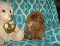  Toy Oliver, a male Maltipoo and Poodle - Toy  for sale in Sunman, IN – 5 of 6