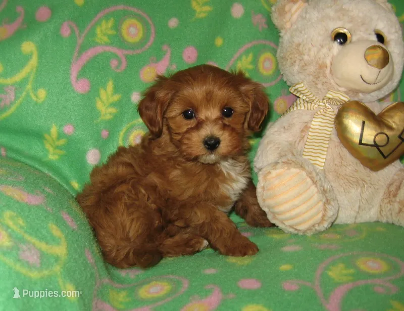 Toy Copper – Maltipoo, Poodle - Toy  puppy for sale in Sunman, IN