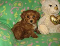 Toy Copper, a male Maltipoo and Poodle - Toy  for sale in Sunman, IN – 1 of 6