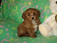 Toy Copper, a male Maltipoo and Poodle - Toy  for sale in Sunman, IN – 4 of 6
