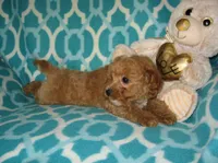  Toy Oliver, a male Maltipoo and Poodle - Toy  for sale in Sunman, IN – 3 of 6