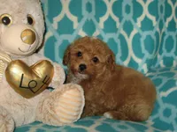  Toy Oliver, a male Maltipoo and Poodle - Toy  for sale in Sunman, IN – 4 of 6