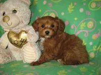 Toy Copper, a male Maltipoo and Poodle - Toy  for sale in Sunman, IN – 2 of 6