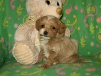 Toy Peanut, a male Maltipoo and Poodle - Toy  for sale in Sunman, IN – 3 of 8