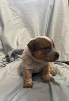 Black Collar, a male Australian Cattle Dog for sale in Goshen, IN – Photo 1 of 4