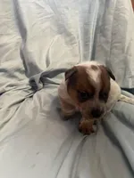 Black Collar, a male Australian Cattle Dog for sale in Goshen, IN – Photo 3 of 4