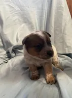 Black Collar, a male Australian Cattle Dog for sale in Goshen, IN – Photo 2 of 4