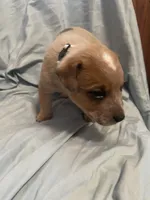 White Collar, a male Australian Cattle Dog for sale in Goshen, IN – Photo 4 of 4