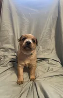 White Collar, a male Australian Cattle Dog for sale in Goshen, IN – Photo 2 of 4