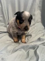 Pink Collar, a female Australian Cattle Dog for sale in Goshen, IN – Photo 2 of 3