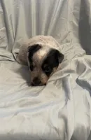 Pink Collar, a female Australian Cattle Dog for sale in Goshen, IN – Photo 1 of 3
