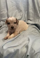 Green Collar, a male Australian Cattle Dog for sale in Goshen, IN – Photo 2 of 5