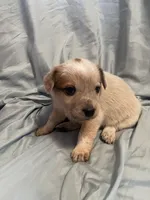 Green Collar, a male Australian Cattle Dog for sale in Goshen, IN – Photo 4 of 5