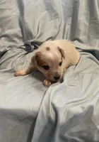 Green Collar, a male Australian Cattle Dog for sale in Goshen, IN – Photo 1 of 5