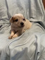 Green Collar, a male Australian Cattle Dog for sale in Goshen, IN – Photo 5 of 5