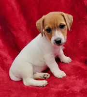 Bo, a male Jack Russell Terrier for sale in Carbondale, IL – 3 of 3