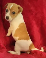 Daisy, a female Rat Terrier for sale in Carbondale, IL – 3 of 3