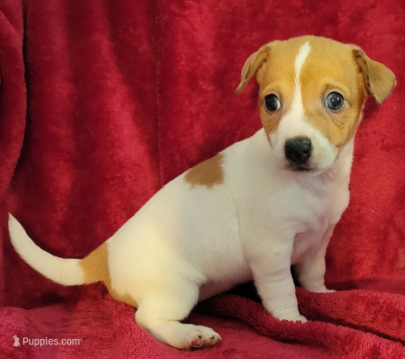 Daisy – Rat Terrier puppy for sale in Carbondale, IL
