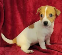 Daisy, a female Rat Terrier for sale in Carbondale, IL – 1 of 3