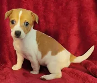 Daisy, a female Rat Terrier for sale in Carbondale, IL – 2 of 3