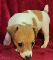 Rowdy, a male Rat Terrier for sale in Carbondale, IL – 3 of 4